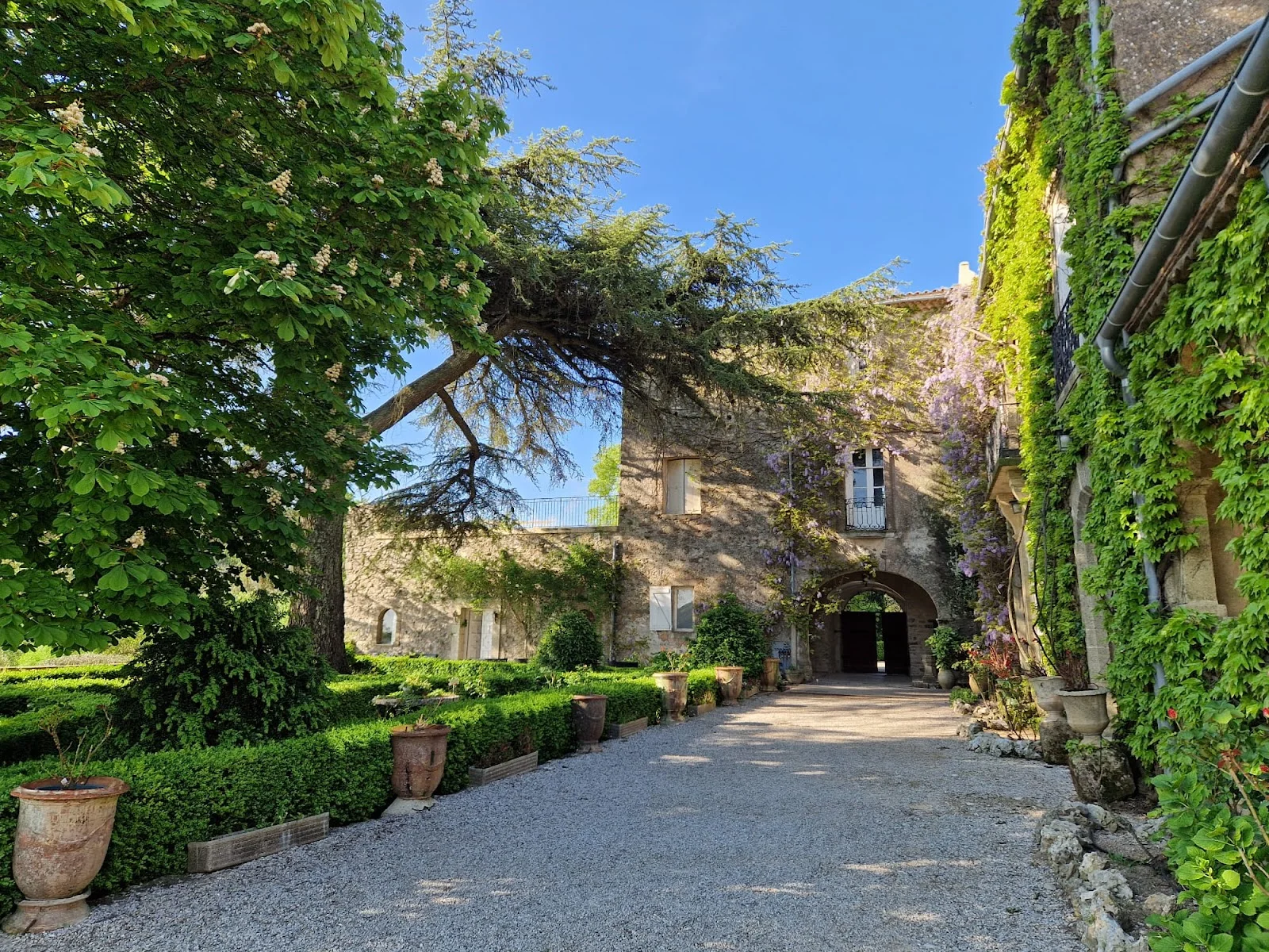 Allée d'entrée du Château Bas d'Aumelas ornée de glycines violettes et buis, lieu de mariage en Hérault