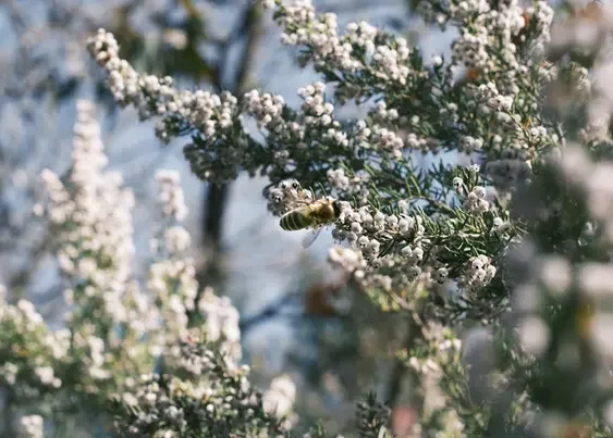 Abeille butinant des fleurs de garrigue au Château de Coussergues, biodiversité du domaine viticole Hérault