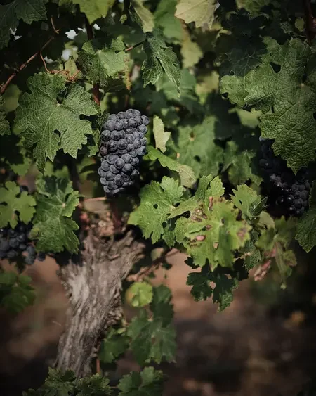 Grappe de raisin noir sur vieille vigne du Château de Coussergues, domaine viticole en Hérault