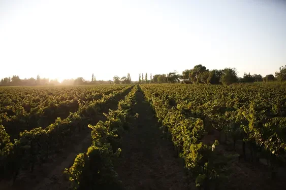 Vignoble du Château de Coussergues au coucher du soleil, rangées de vignes dorées en Hérault Languedoc