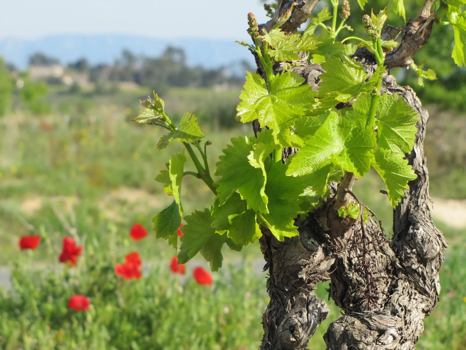 Vieux cep de vigne avec feuilles naissantes et coquelicots rouges au printemps au Domaine du Bosc Hérault