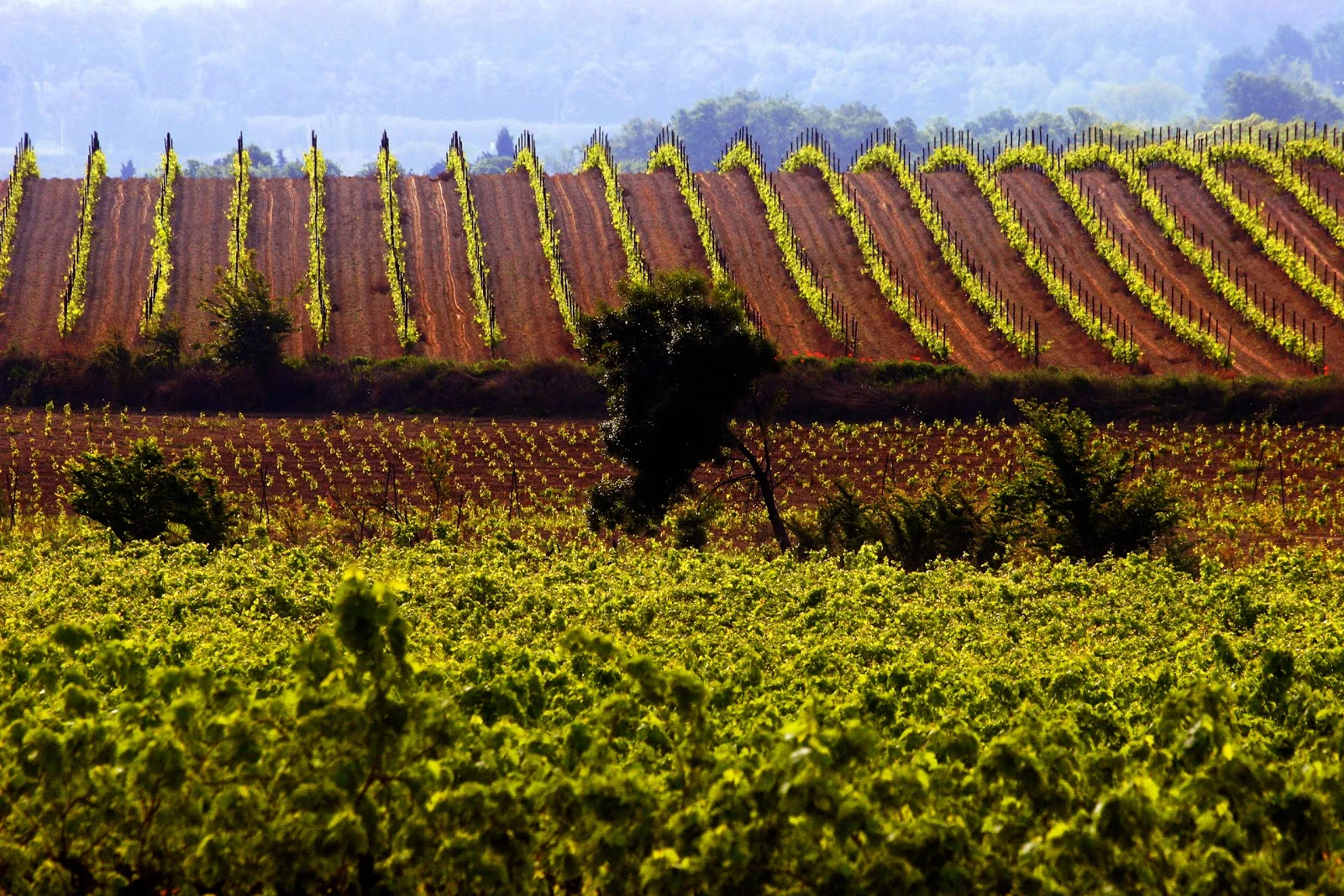 Vignobles en terrasses du Château Domaine du Bosc sous la lumière dorée en Hérault Languedoc