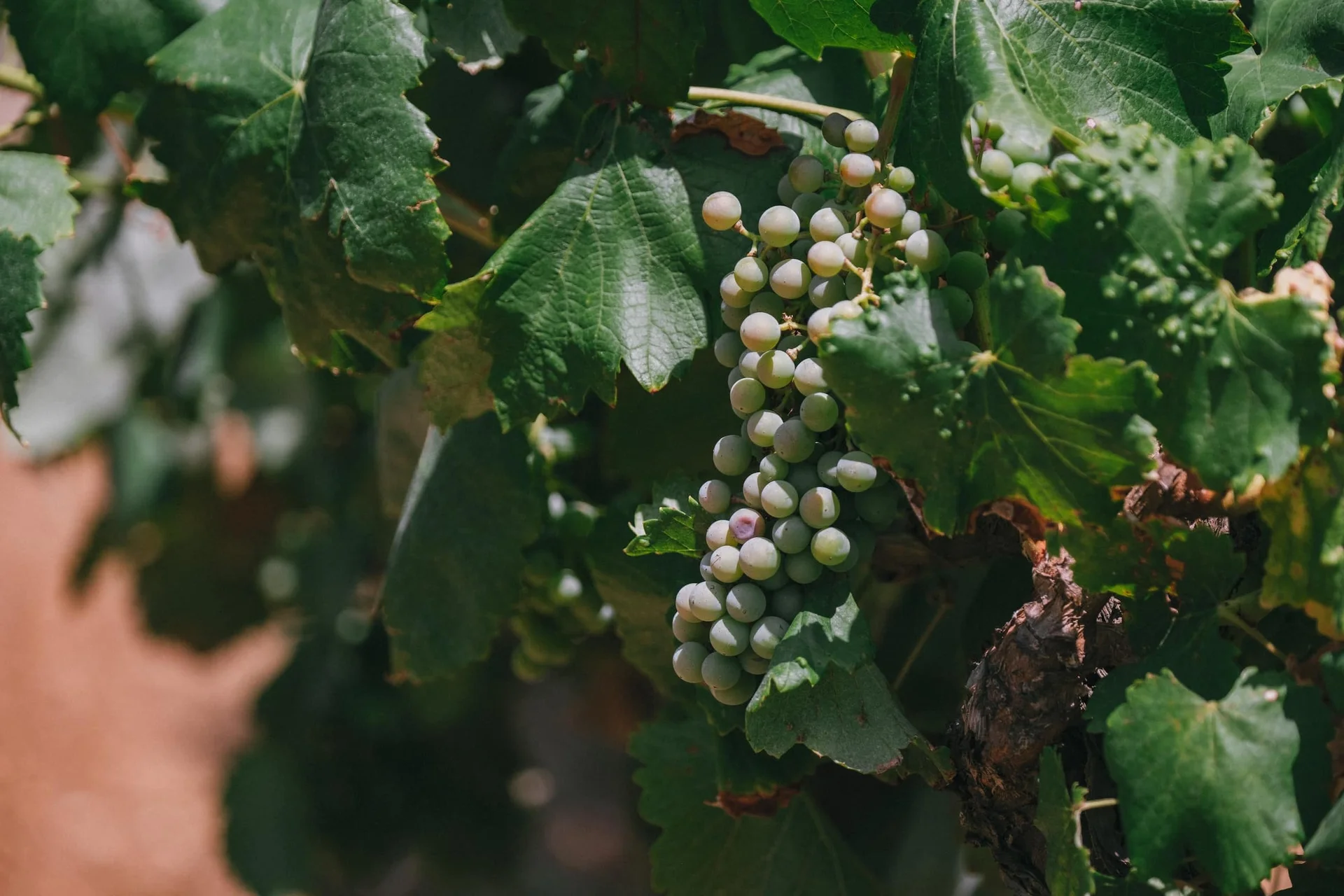 Grappe de raisins blancs en maturation sur la vigne du Château Hermitage de Combas en Hérault