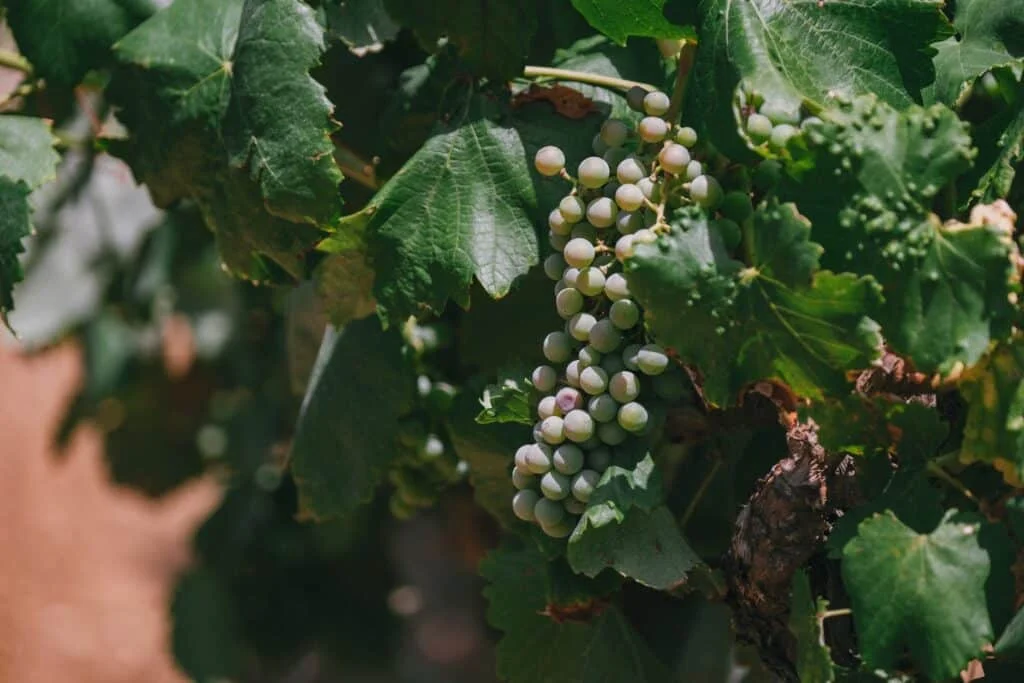 Grappe de raisins blancs du vignoble Château Hermitage de Combas, terroir Hérault, domaine de mariage