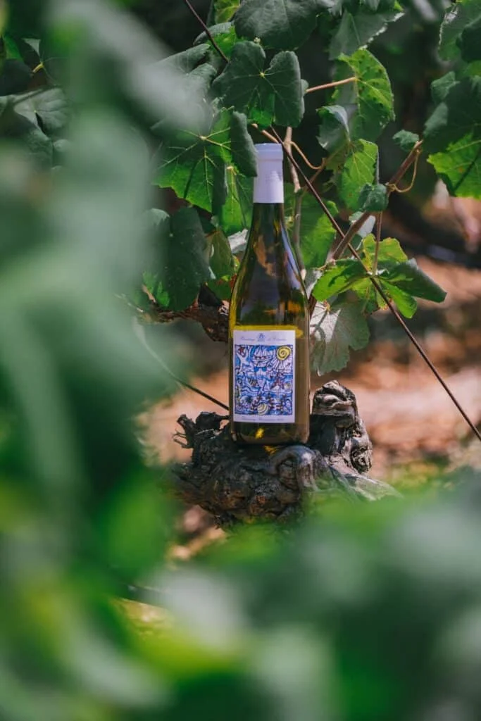 Bouteille de vin blanc Hermitage de Combas sur vieux cep de vigne, vignoble Hérault, cadre mariage Languedoc