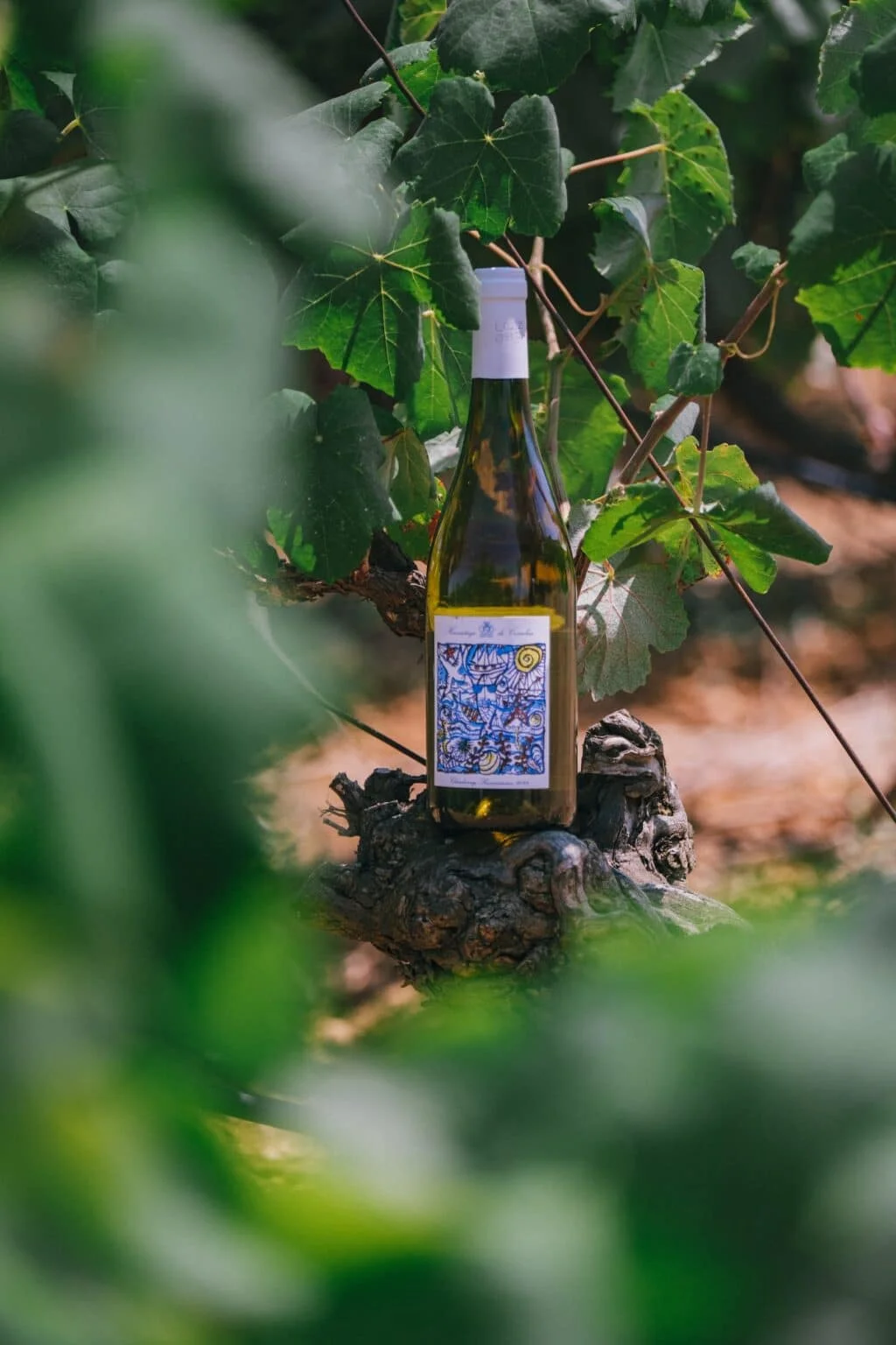 Bouteille vin blanc Château Hermitage de Combas en lumière dorée dans les vignes de l'Hérault