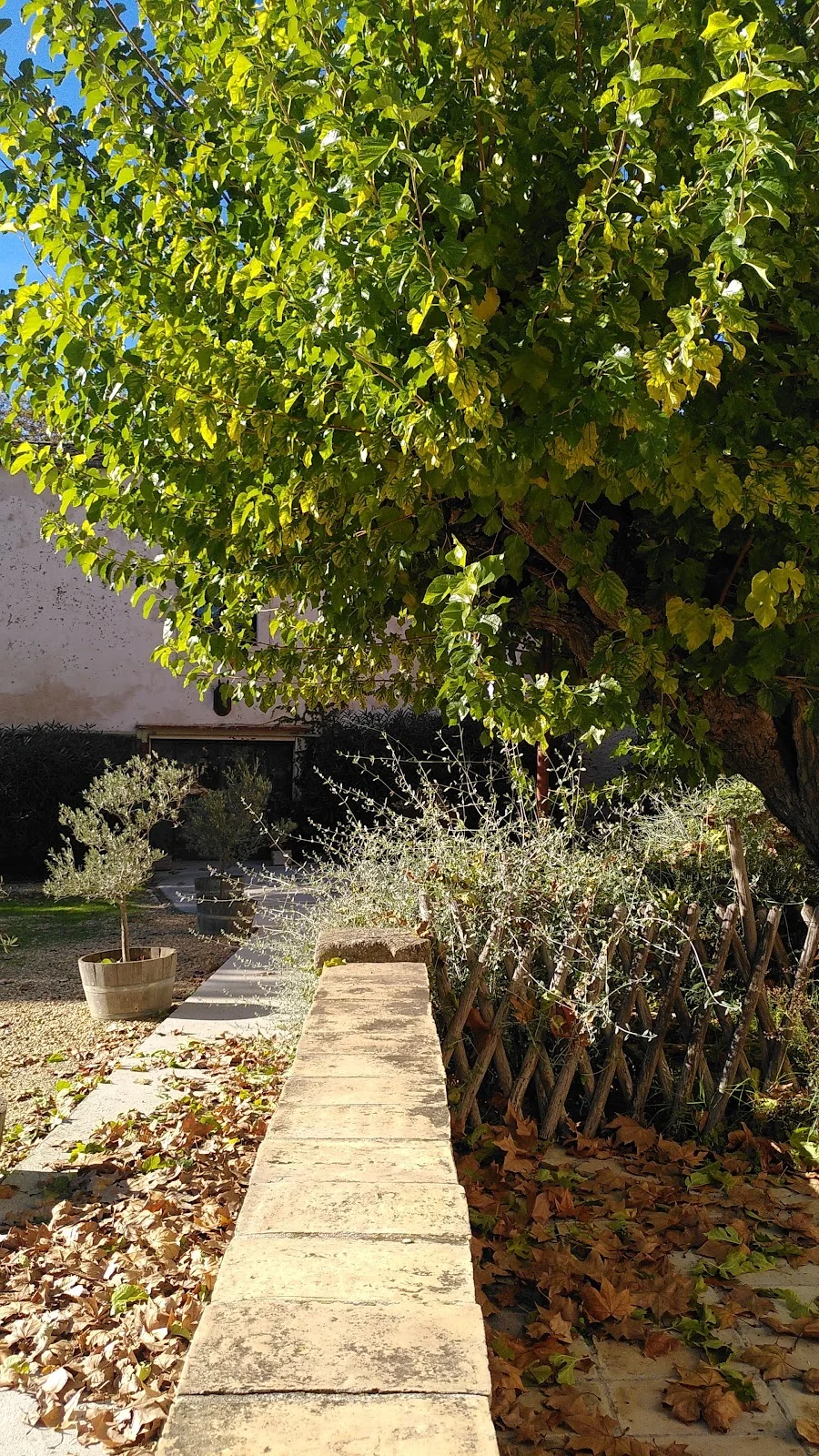 Allée de pierre et figuier centenaire en automne au Château La Banquière Hérault pour mariage champêtre
