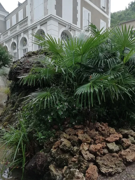 Rocher végétalisé avec palmiers en bordure du bassin du Château Mallet dans l'Hérault