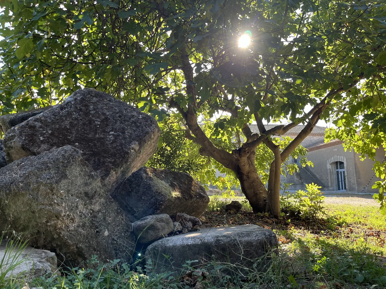 Jardin poétique avec rochers et arbre centenaire au soleil au Château Périès en Hérault, cadre mariage