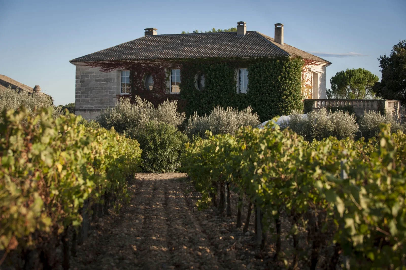 Château Puech-Haut vu depuis les vignes en Hérault, façade en pierre couverte de vigne vierge rouge pour mariage