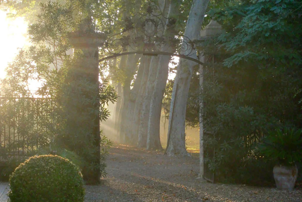 Portail fer forgé, allée platanes, lumière matinale, parc verdoyant, ambiance sereine Château Rieutort Saint-Pargoire mariage Hérault Occitanie
