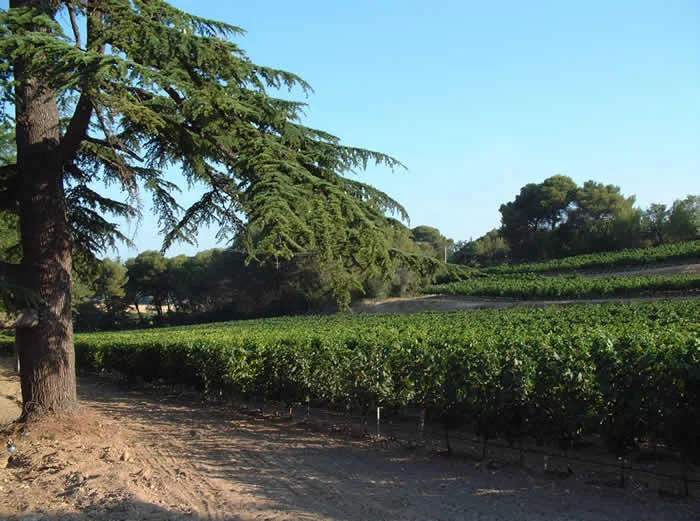 Vignes du Château Saint Martin de Graves avec cèdre centenaire, domaine viticole dans l'Hérault