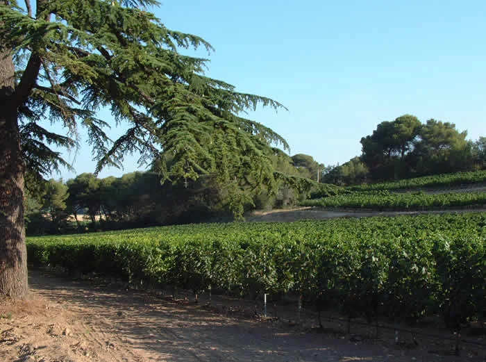 Vignoble du Château Saint Martin de Graves sous le soleil du Languedoc, Hérault