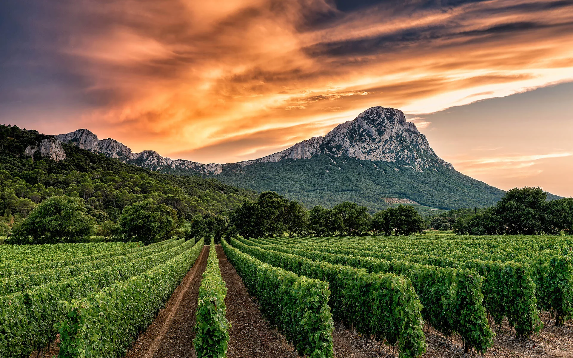 Vignoble du Domaine Auron à Claret avec vue sur le Pic Saint-Loup au coucher du soleil, mariage Hérault