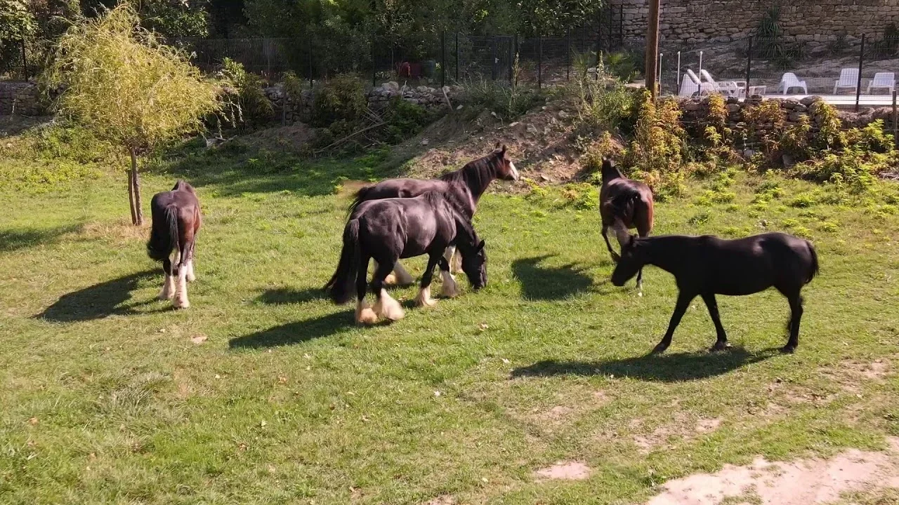 Chevaux de trait Clydesdale dans le parc du Domaine de Christin avec piscine en Hérault