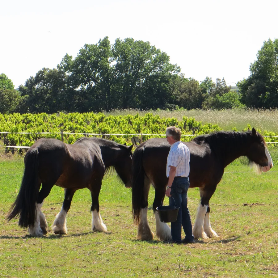 Chevaux Clydesdale avec leur maître dans les prés du Domaine de Christin face aux vignes en Hérault