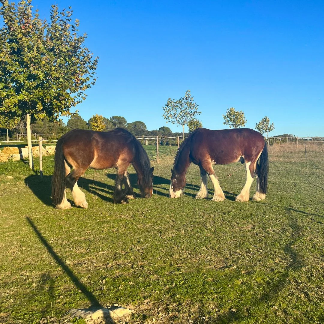Deux chevaux Clydesdale broutant au soleil dans l'enclos du Domaine de Christin en Hérault