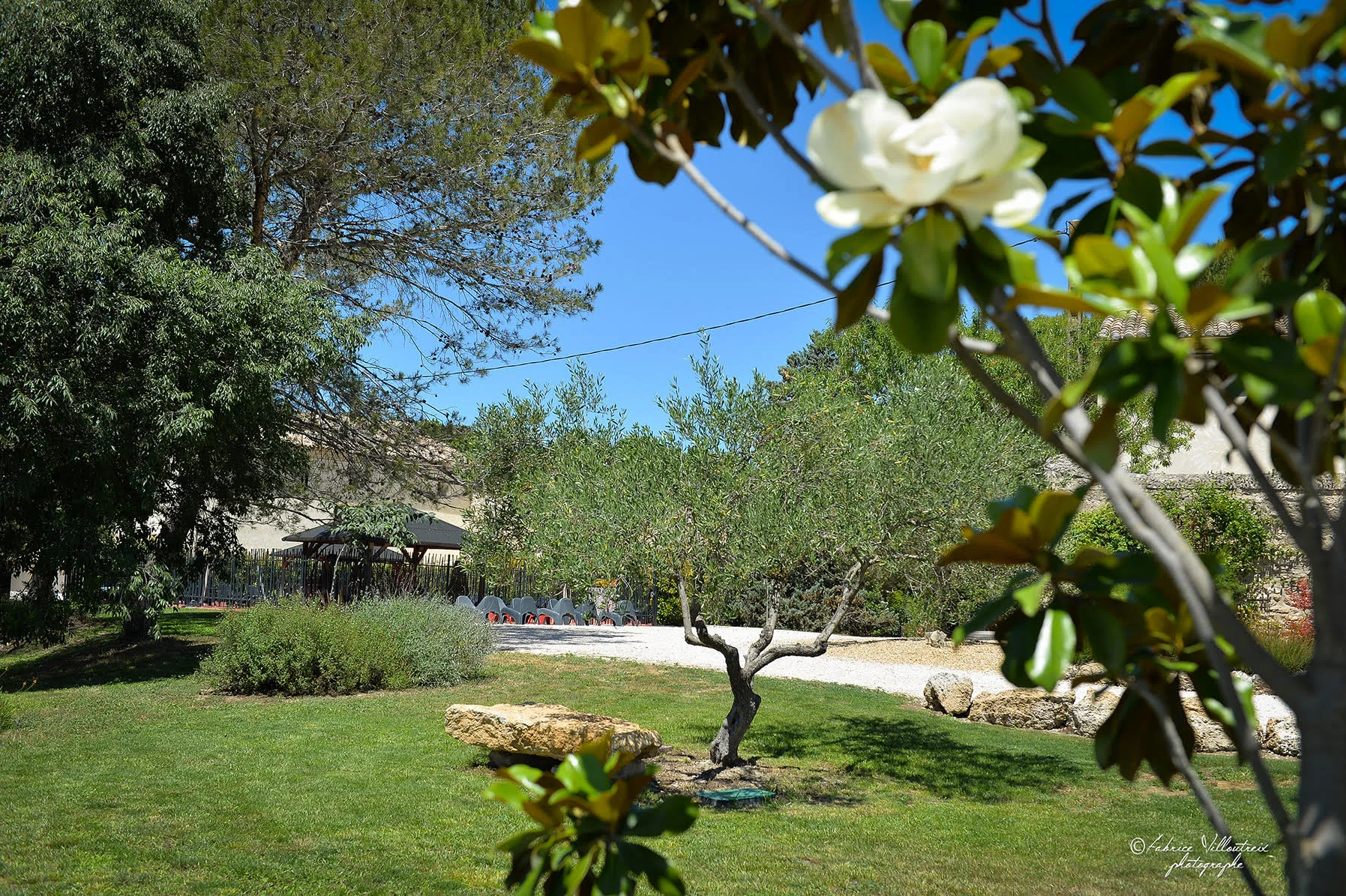 Jardin provençal avec olivier et magnolia en fleur au Domaine de Christin en Hérault