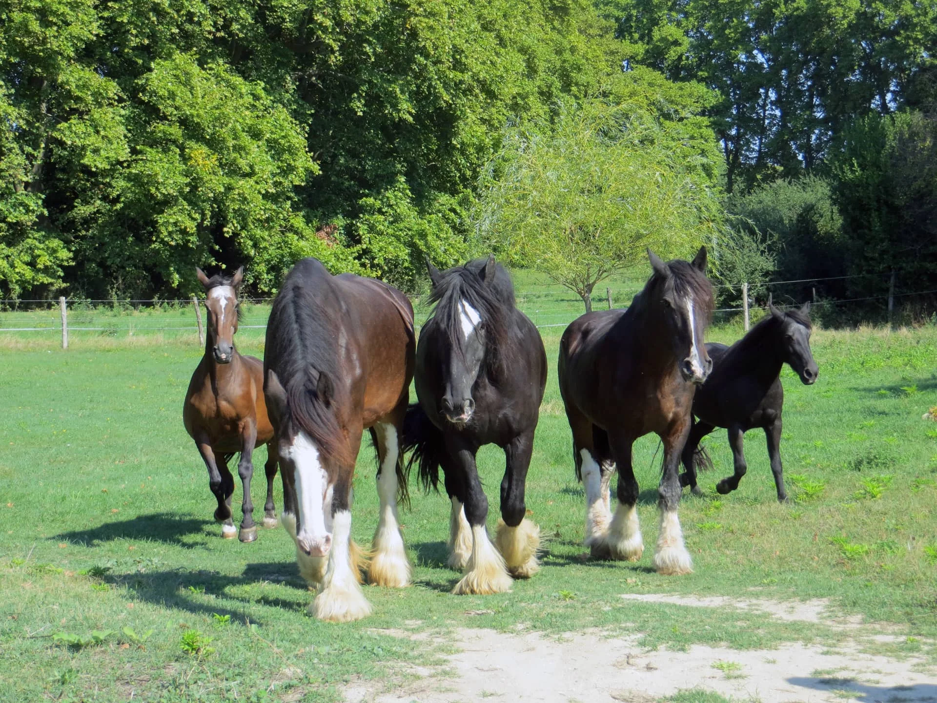 Troupeau de chevaux Clydesdale en liberté dans les prés du Domaine de Christin en Hérault