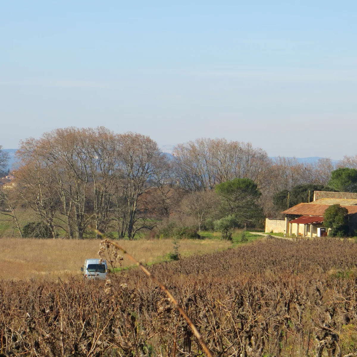 Paysage hivernal de vignes et bâtisse en pierre du Domaine de Christin en Hérault