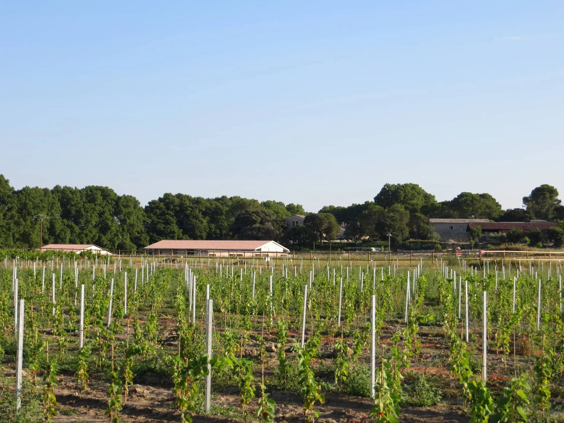 Jeunes vignes plantées face aux bâtiments du Domaine de Christin en Hérault