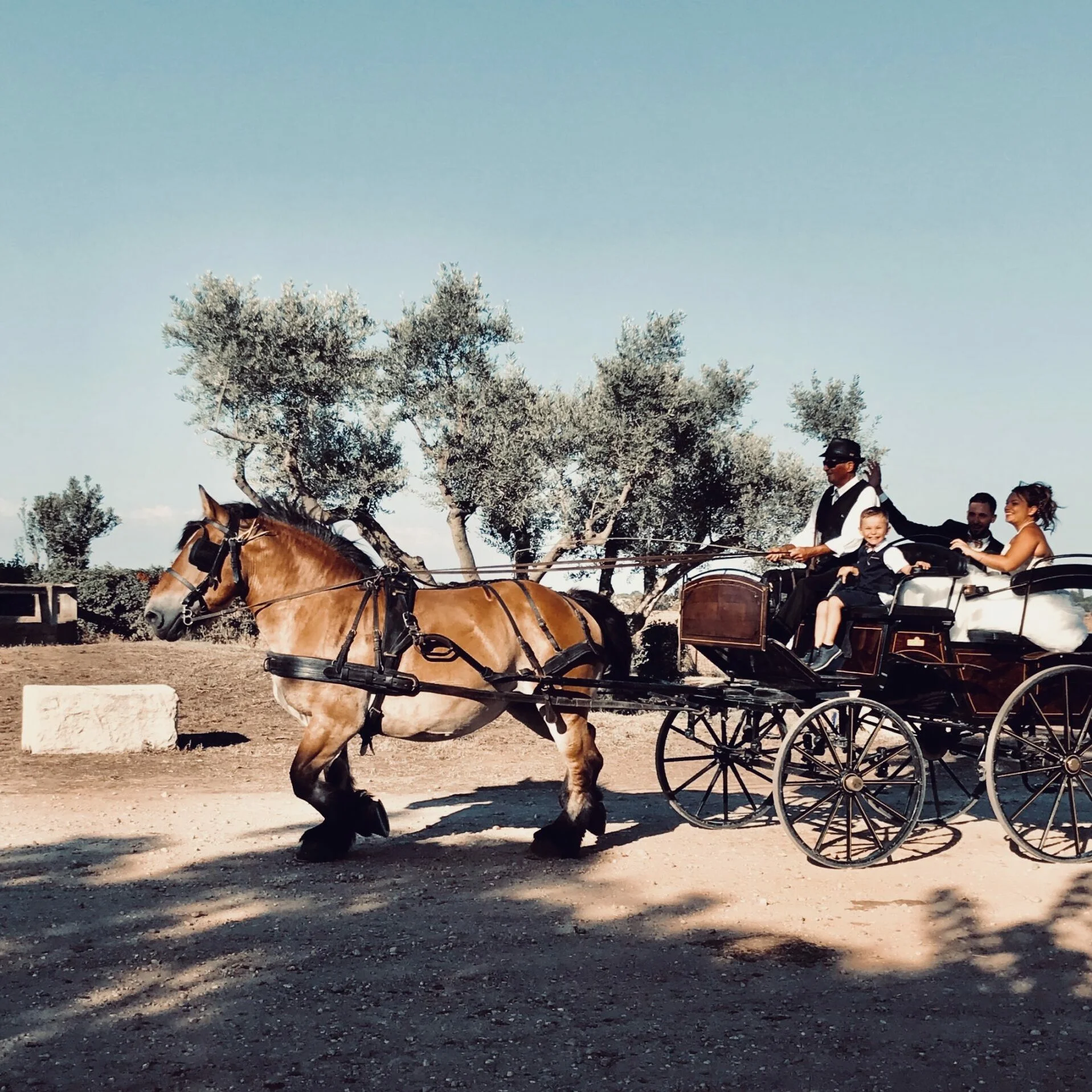 Calèche avec mariés tirée par un cheval parmi les oliviers au Domaine de Fangouse Hérault, mariage en Languedoc