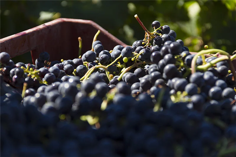Gros plan sur les raisins de vendange du Domaine de la Clapière en Hérault