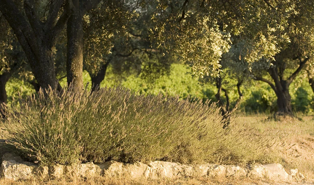 Lavande et oliviers dans la garrigue du Domaine de la Clapière en Hérault, cadre naturel de mariage
