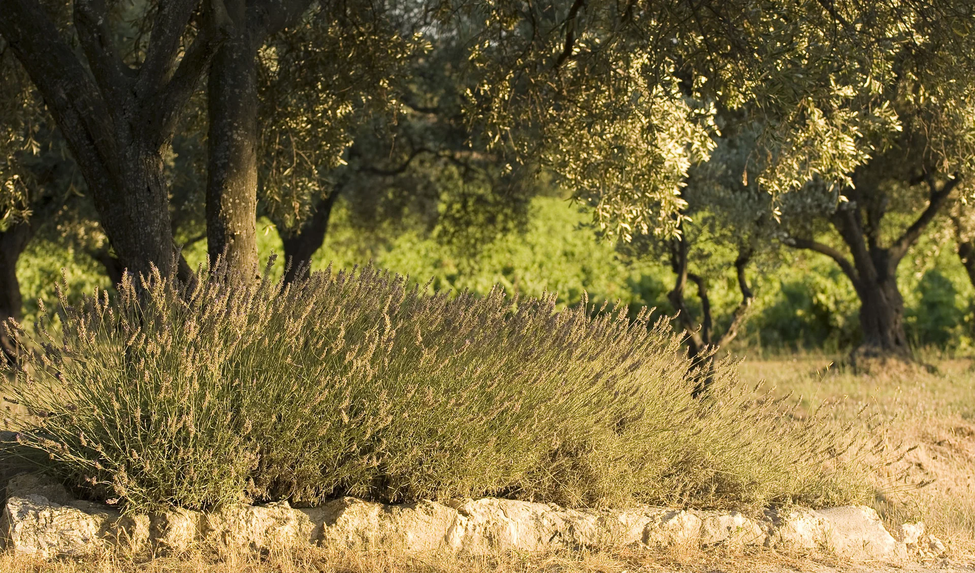 Oliveraie et lavande au Domaine de la Clapière, paysage de garrigue héraultaise pour un mariage