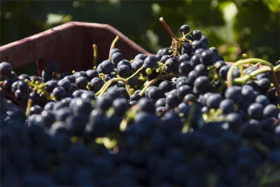 Grappes de raisins noirs vendangés au Domaine de la Clapière, vignoble en Hérault