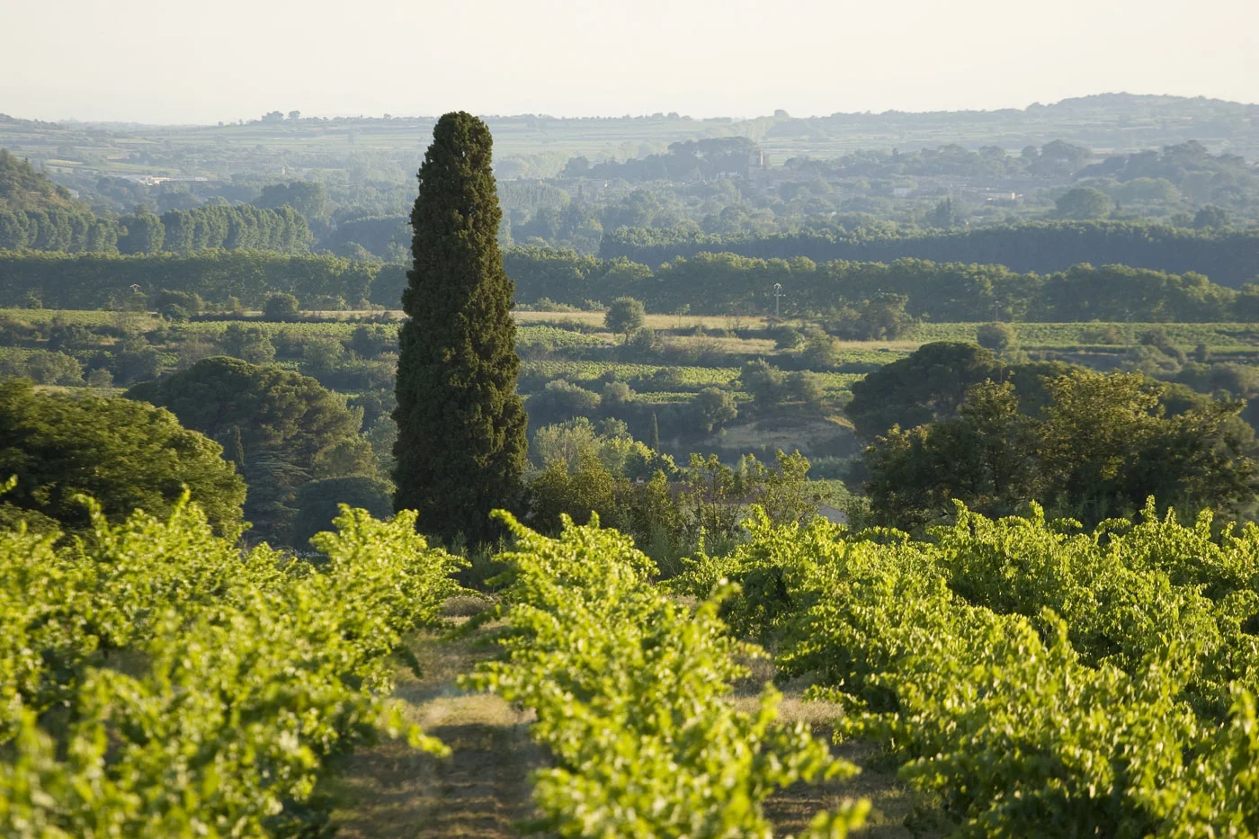 Vue panoramique sur le vignoble avec cyprès isolé au Domaine de la Clapière, lieu de mariage en Hérault