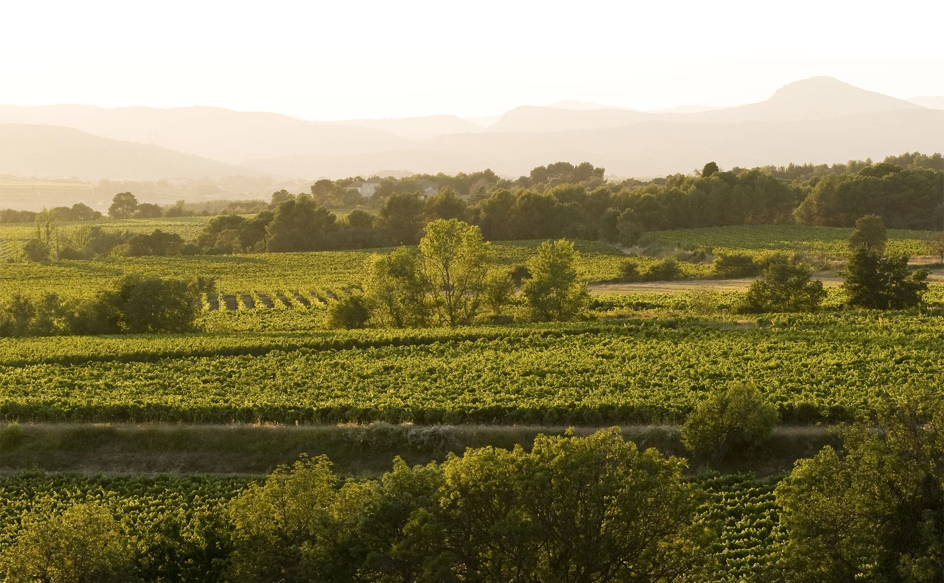 Vue sur les vignes de la plaine héraultaise depuis le Domaine de la Clapière, mariage en Languedoc