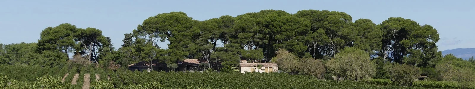 Vue panoramique du Domaine de la Grangette depuis les vignes avec ses grands pins parasols dans l'Hérault