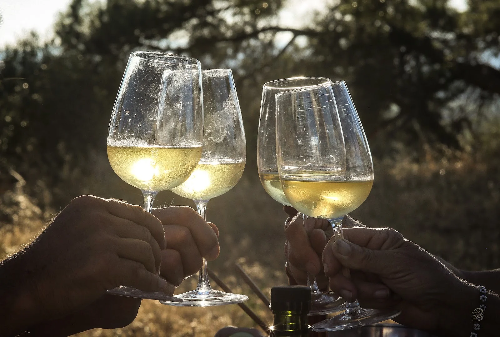 Dégustation de vin blanc au Domaine de Montmau, trois verres portés en trinquet en plein air au coucher du soleil, Hérault