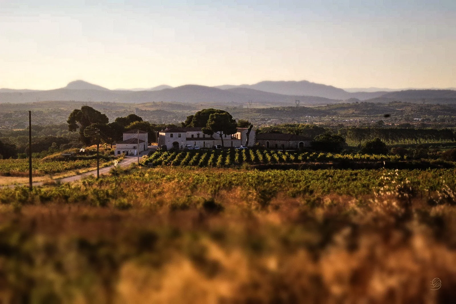 Vue panoramique du Domaine de Montmau entouré de vignes avec montagnes en fond au coucher du soleil, Hérault