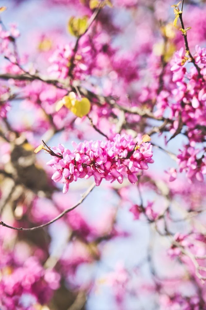 Arbre de Judée en fleurs roses du parc du Domaine de Verchant au printemps - mariage Hérault