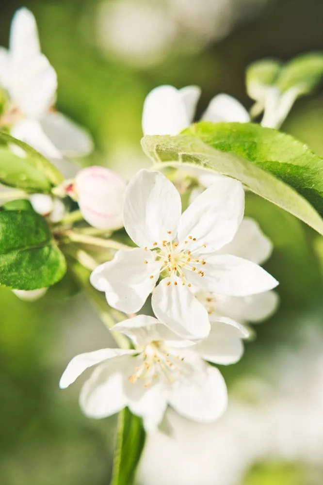 Fleurs blanches du verger du Domaine de Verchant au printemps - décor romantique mariage Hérault