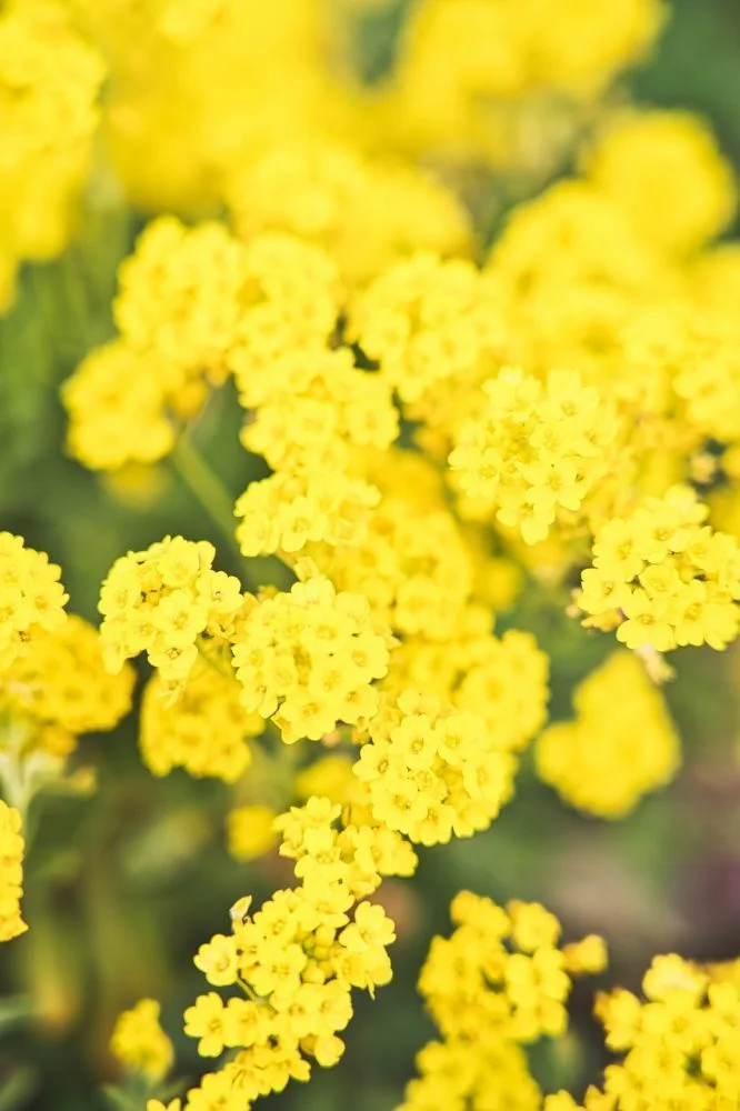 Fleurs jaunes en corymbes du jardin fleuri du Domaine de Verchant - décor naturel mariage Hérault