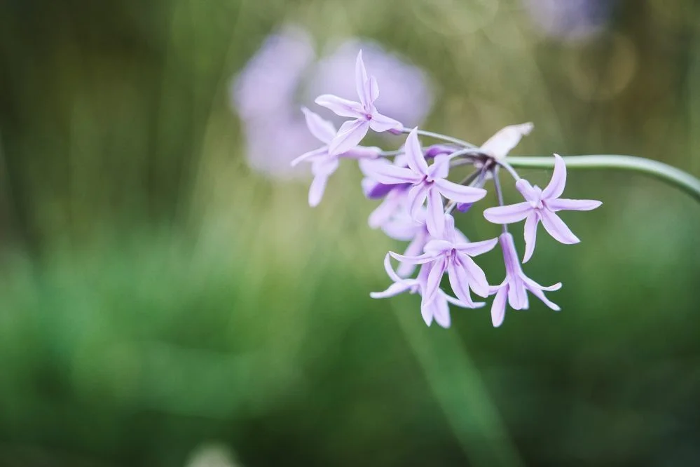 Fleurs lilas étoilées du jardin du Domaine de Verchant au printemps - cadre romantique mariage Hérault