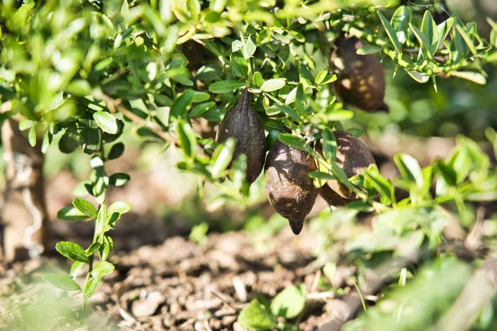 Détail végétal du jardin du Domaine de Verchant avec fruits secs sur arbuste - domaine mariage Hérault