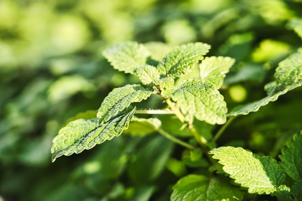 Herbes aromatiques fraîches du jardin potager du Domaine de Verchant - domaine mariage Hérault