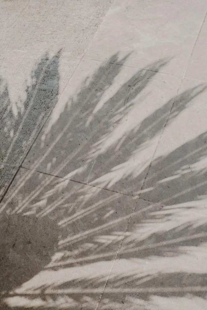 Ombre d'un palmier sur le dallage en pierre du Domaine de Verchant, ambiance estivale en Hérault