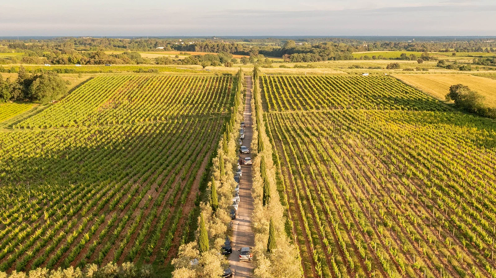 Allée de cyprès traversant le vignoble du Domaine des Hospitaliers dans l'Hérault vue du ciel au coucher de soleil
