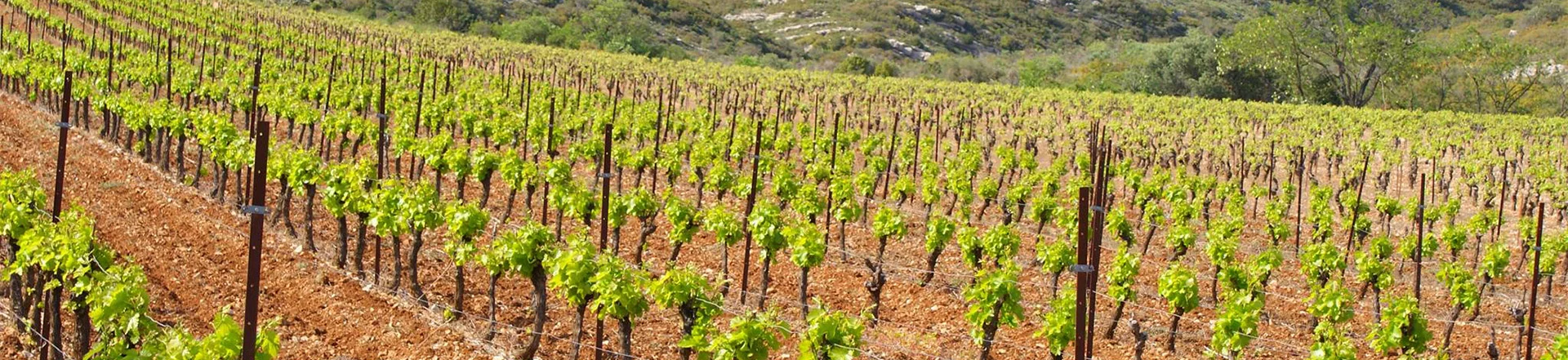 Vignes domaine le Clos d'Elle Hérault Languedoc lieu mariage séminaire Occitanie
