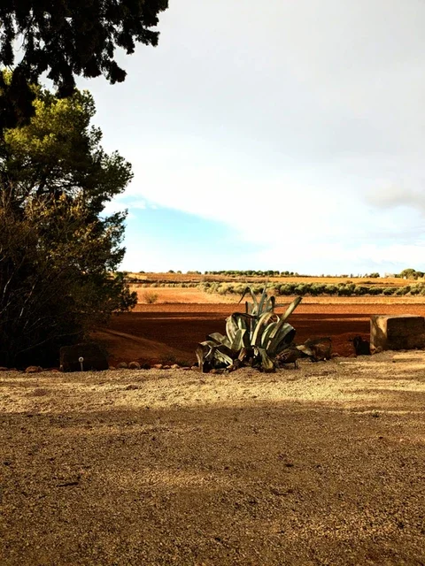 Vue panoramique sur les champs et la campagne héraultaise depuis le Domaine Les Barrettes à Agde