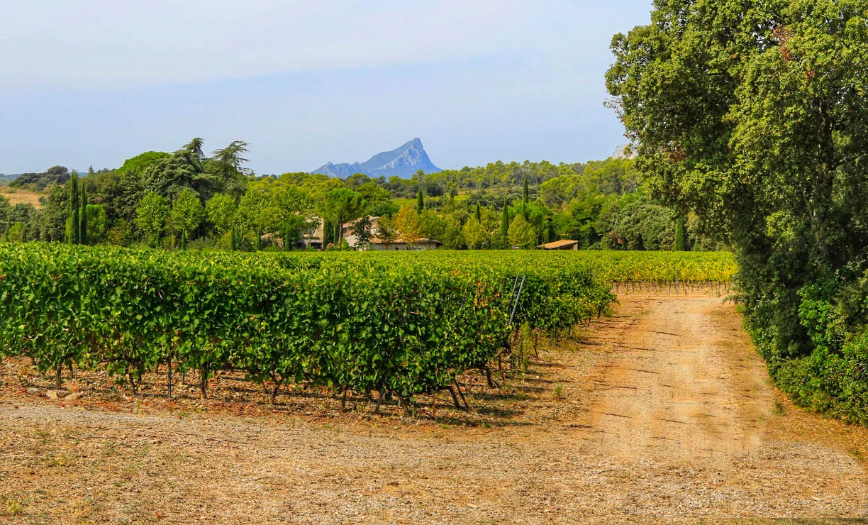 Allée de vignes menant au Domaine Mas de Martin avec vue sur le Pic Saint-Loup, mariage dans l'Hérault