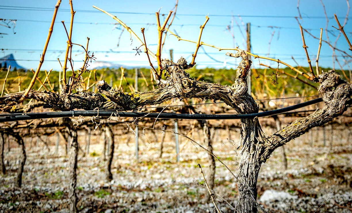 Ceps de vigne taillés en hiver au Domaine Mas de Martin, vignoble Hérault avec Pic Saint-Loup en arrière-plan