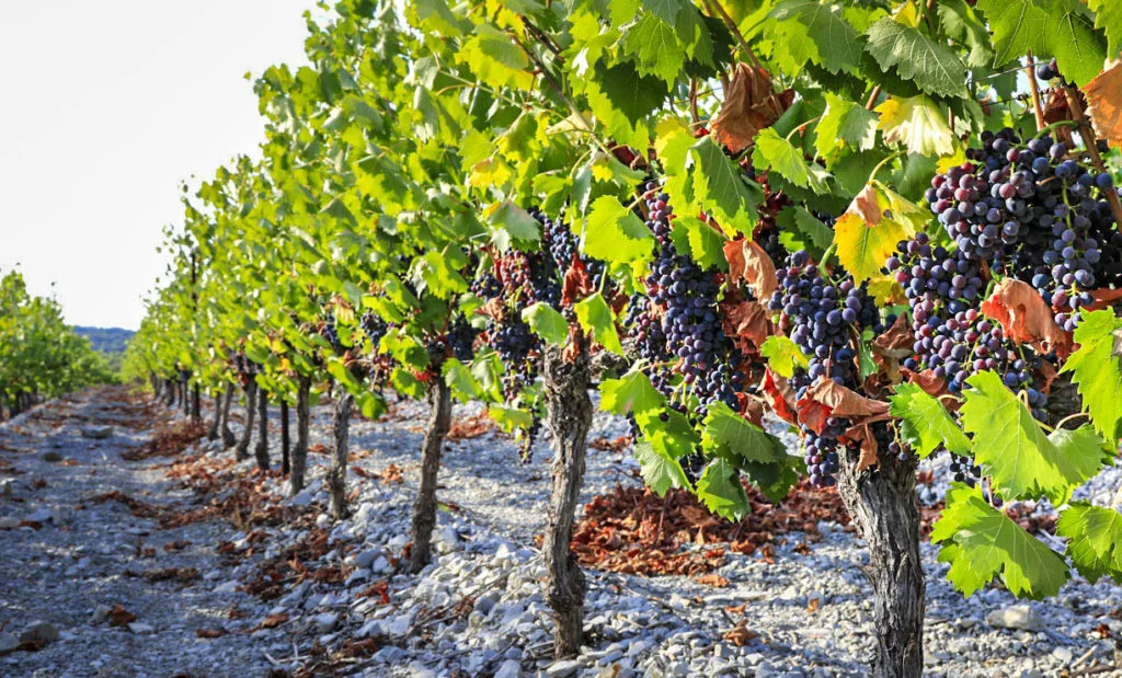 Grappes de raisins noirs mûrs sur les vignes du Domaine Mas de Martin, vignoble Hérault Languedoc