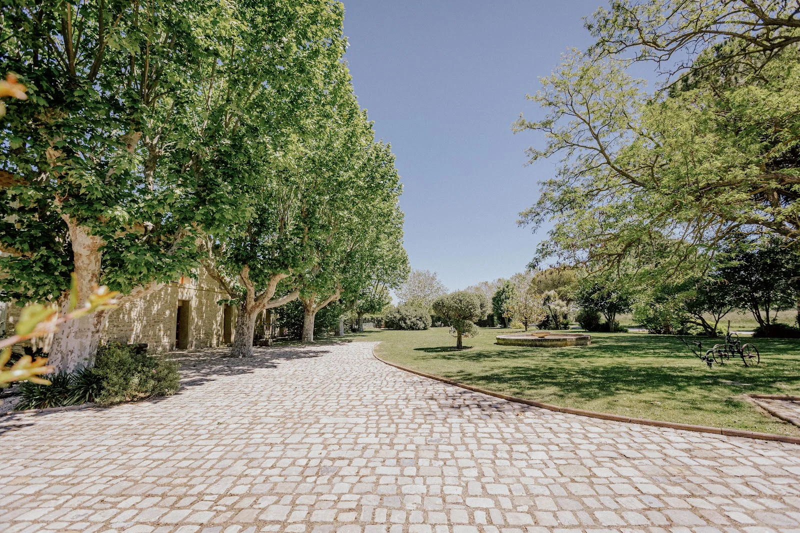 Allée pavée bordée de platanes centenaires au Domaine Mas Saint Gabriel, parc provençal pour mariage Hérault