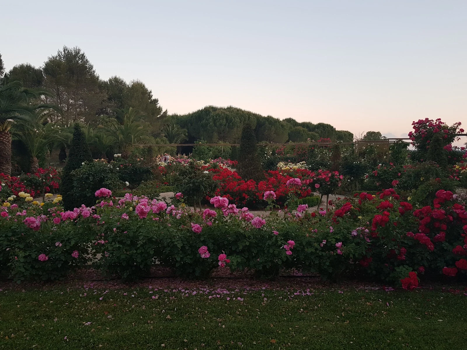 Roseraie en fleurs du Domaine Mas Saint Gabriel au crépuscule, cadre romantique pour mariage dans l'Hérault